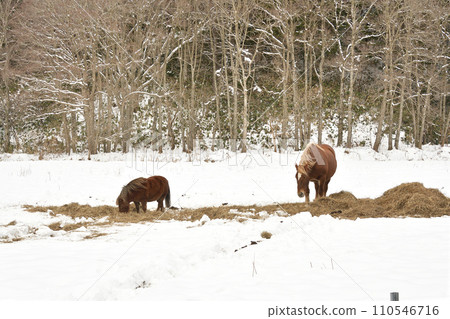 Photographing a horse grazing hay on a snowy field in winter in Otobe Town, Hokkaido Photographing a horse grazing hay on a snowy field in winter in Otobe Town, Hokkaido 110546716