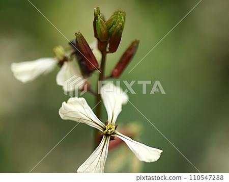 close up of arugula flowers 110547288
