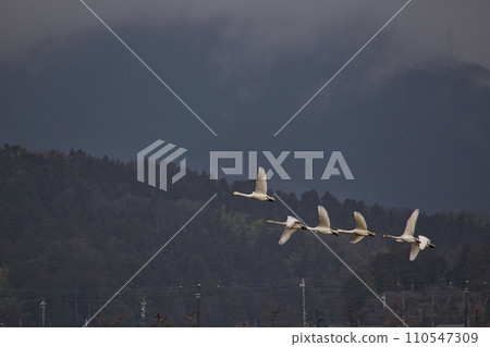 Winter visitors Winter visitors 110547309