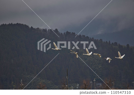 Winter visitors Winter visitors 110547310