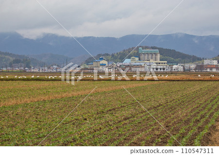 Winter visitors 110547311