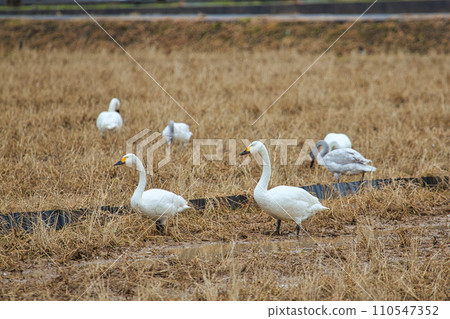 Winter visitors Winter visitors 110547352