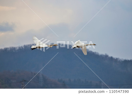 Winter visitors 110547390