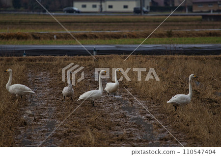 Winter visitors 110547404