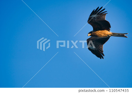 一隻黑色的風箏展開翅膀 一隻黑色的風箏展開翅膀 110547435