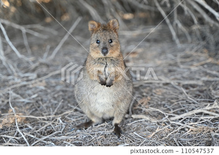 [Australia Perth] Rottnest Island Quokka 110547537
