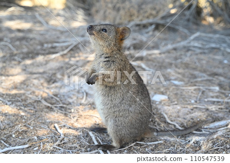 [Australia Perth] Rottnest Island Quokka 110547539