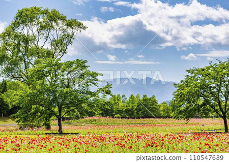 宮城縣川崎町陸奧森湖濱公園的藍天和罌粟田 宮城縣川崎町陸奧森湖濱公園的藍天和罌粟田 110547689