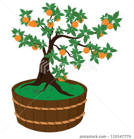 Orange tree with fruits and flowers in wooden vat vector illustration Orange tree with fruits and flowers in wooden vat vector illustration 110547779