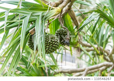 Pandanus at Busena Marine Park, Nago City, Okinawa Prefecture 110548267