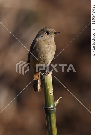 黃尾鴝 黃尾鴝 110548485