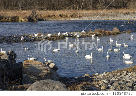 Swans of the Sai River (Akashina, Azumino City, January 2024) 110548753