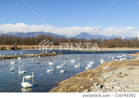 Swans of the Sai River (Akashina, Azumino City, January 2024) 110548762