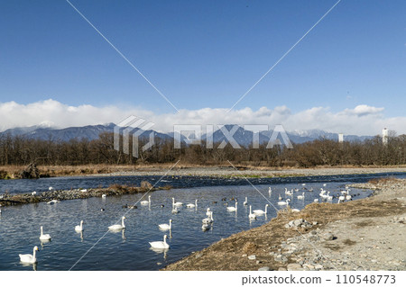 Swans of the Sai River (Akashina, Azumino City, January 2024) 110548773
