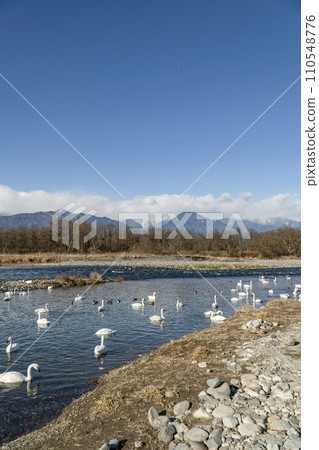 Swans of the Sai River (Akashina, Azumino City, January 2024) 110548776