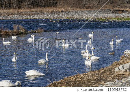 西河的天鵝（安曇野市明科，2024年1月） 110548782