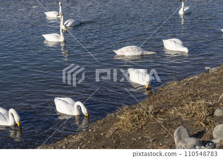西河的天鵝(安曇野市明科,2024年1月) 西河的天鵝(安曇野市明科,2024年1月) 110548783