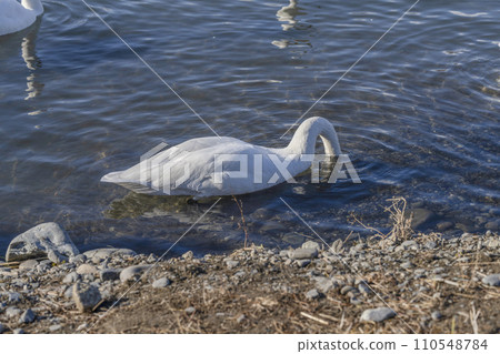 西河的天鵝（安曇野市明科，2024年1月） 110548784