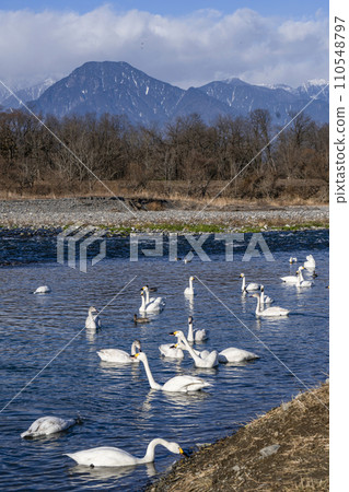 西河的天鵝（安曇野市明科，2024年1月） 110548797