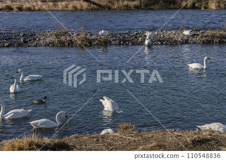 Swans of the Sai River (Akashina, Azumino City, January 2024) 110548836
