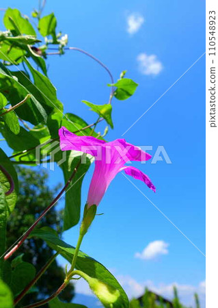 牽牛花牽牛花牽牛花 110548923