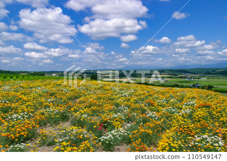 富良野/美瑛 富良野/美瑛 110549147