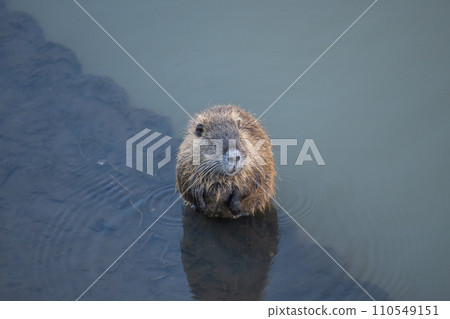 灌溉渠中的海狸鼠 灌溉渠中的海狸鼠 110549151