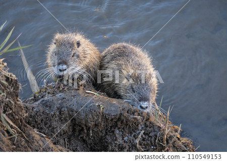 Nutria trying to get out of the irrigation canal Nutria trying to get out of the irrigation canal 110549153