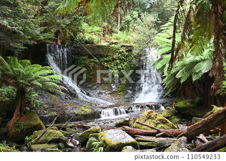 [Australia, Tasmania Island] Horseshoe Falls, Mount Field National Park 110549233
