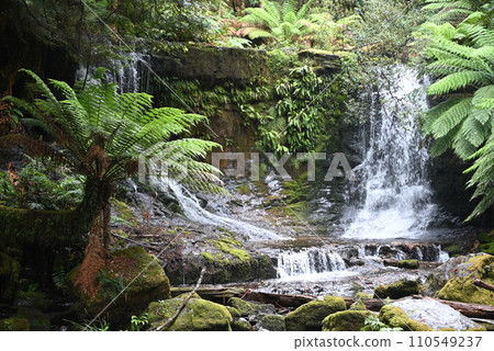 [Australia, Tasmania Island] Horseshoe Falls, Mount Field National Park 110549237