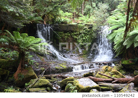 [Australia, Tasmania Island] Horseshoe Falls, Mount Field National Park 110549242