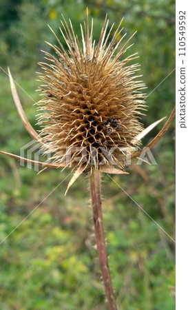 Brown sun dried wild teasel on stem 110549592