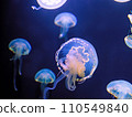 A lot of jellyfish 110549840