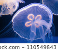 Beautiful jellyfish 110549843