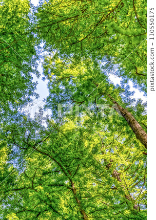 新綠秋瀨公園 110550175