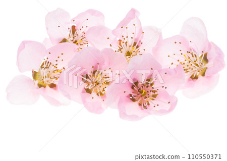 Sakura flowers isolated 110550371