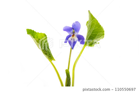 wild violets isolated wild violets isolated 110550697