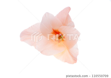 gladiolus flowers isolated gladiolus flowers isolated 110550709