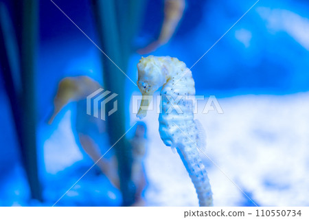 seahorse swimming seahorse swimming 110550734