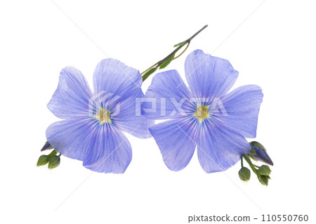 flax flowers isolated 110550760