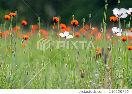 beautiful poppies on the meadow beautiful poppies on the meadow 110550765