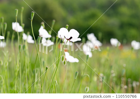 beautiful poppies on the meadow beautiful poppies on the meadow 110550766