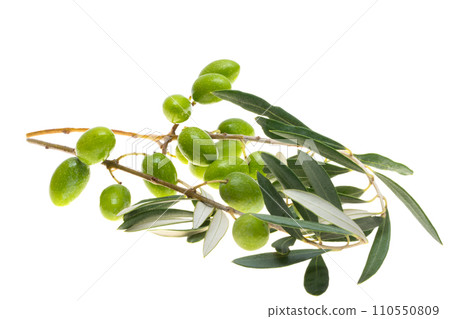 branch with green olives isolated branch with green olives isolated 110550809