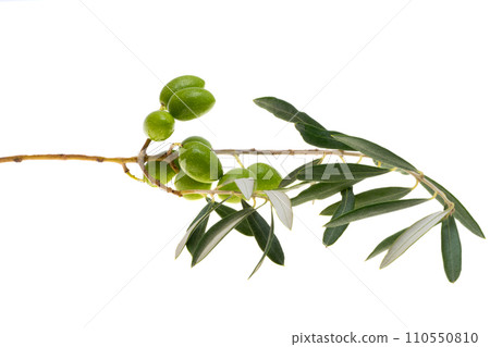branch with green olives isolated branch with green olives isolated 110550810