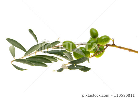 branch with green olives isolated 110550811