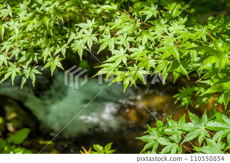 新鮮的綠色楓葉和清澈的溪流 110550854