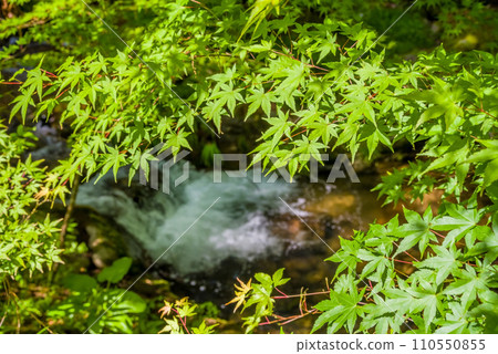 新鮮的綠色楓葉和清澈的溪流 110550855