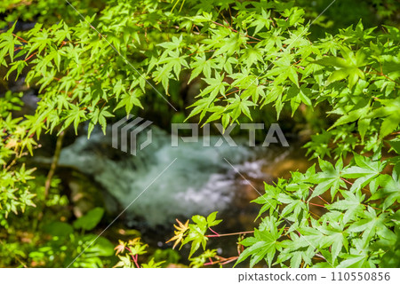 新鮮的綠色楓葉和清澈的溪流 110550856