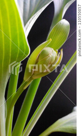 Hosta flower bud on black background 110550857