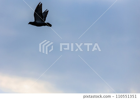 Birds flying in the sky 110551351